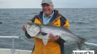 Chesapeake Bay Trophy Rockfish 4 #55