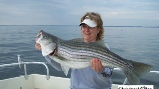 Chesapeake Bay Trophy Rockfish 4 #73