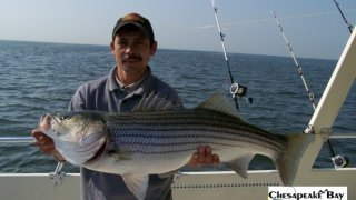 Chesapeake Bay Trophy Rockfish #21