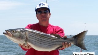 Chesapeake Bay Nice Rockfish #36