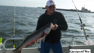 Chesapeake Bay Nice Rockfish #4