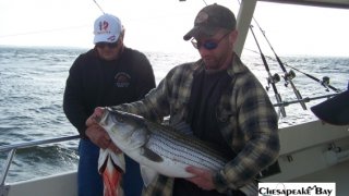 Chesapeake Bay Nice Rockfish #5