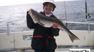 Chesapeake Bay Trophy Rockfish #12