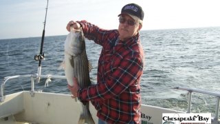Chesapeake Bay Nice Rockfish #1