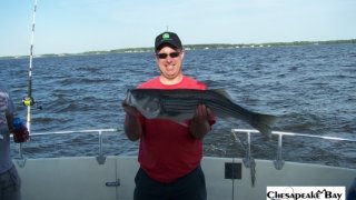 Chesapeake Bay Nice Rockfish 2 #24
