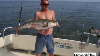 Chesapeake Bay Trophy Rockfish #34