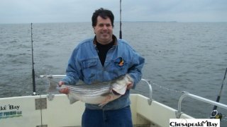 Chesapeake Bay Nice Rockfish 2 #32