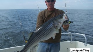 Chesapeake Bay Trophy Rockfish 4 #37