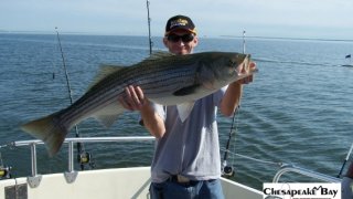Chesapeake Bay Trophy Rockfish #37