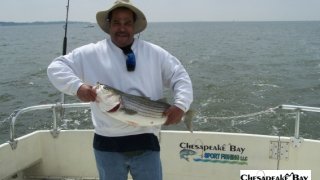 Chesapeake Bay Nice Rockfish #16