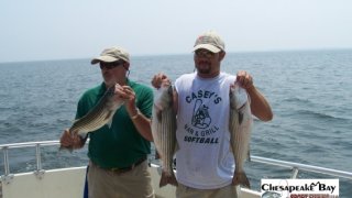 Chesapeake Bay Nice Rockfish 2 #2