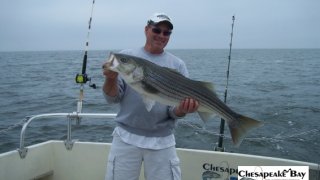 Chesapeake Bay Nice Rockfish 2 #28