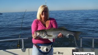 Chesapeake Bay Trophy Rockfish 4 #28