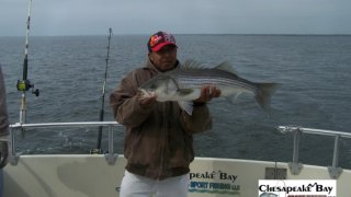 Chesapeake Bay Nice Rockfish 3 #22