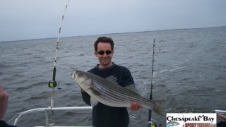 Chesapeake Bay Nice Rockfish 3 #1