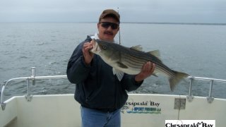 Chesapeake Bay Trophy Rockfish 4 #60