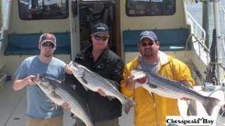 Chesapeake Bay Nice Rockfish 3 #20