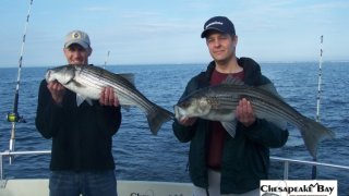 Chesapeake Bay Nice Rockfish 3 #2
