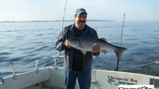 Chesapeake Bay Nice Rockfish 2 #17