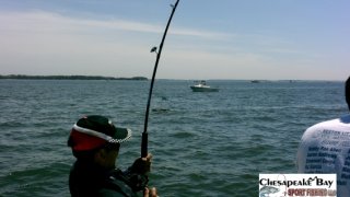 Chesapeake Bay Action Shots 2 #33
