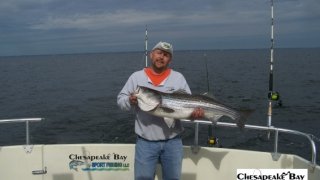 Chesapeake Bay Trophy Rockfish 4 #72