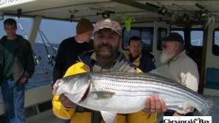 Chesapeake Bay Trophy Rockfish #15