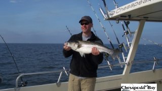 Chesapeake Bay Nice Rockfish 3 #4