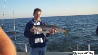 Chesapeake Bay Trophy Rockfish 4 #9