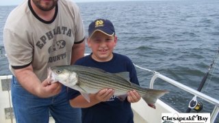 Chesapeake Bay Nice Rockfish 2 #6