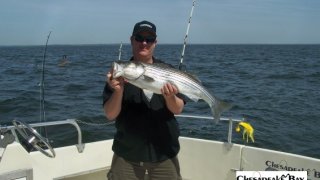 Chesapeake Bay Nice Rockfish 3 #19