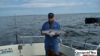 Chesapeake Bay Nice Rockfish 3 #26