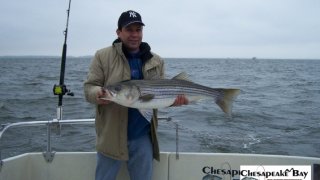 Chesapeake Bay Trophy Rockfish 3 #2