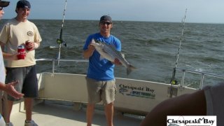 Chesapeake Bay Nice Rockfish 3 #35