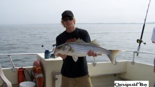 Chesapeake Bay Nice Rockfish #31