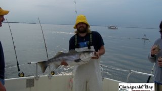 Chesapeake Bay Trophy Rockfish 2 #11