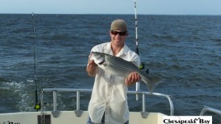 Chesapeake Bay Nice Rockfish 3 #36