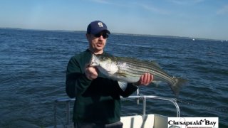 Chesapeake Bay Nice Rockfish 3 #15