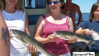 Chesapeake Bay Nice Rockfish 2 #1