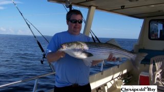 Chesapeake Bay Nice Rockfish #30