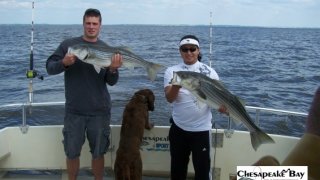 Chesapeake Bay Nice Rockfish 2 #19