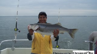 Chesapeake Bay Trophy Rockfish 4 #59