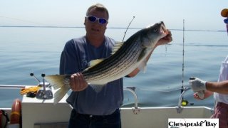 Chesapeake Bay Trophy Rockfish 3 #30
