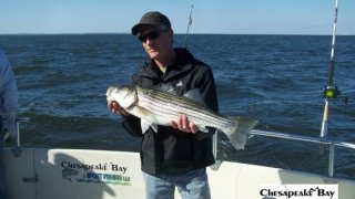 Chesapeake Bay Nice Rockfish 3 #8