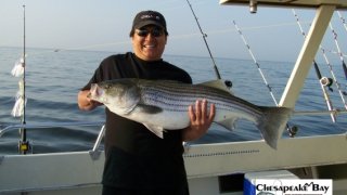 Chesapeake Bay Trophy Rockfish #17