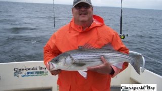 Chesapeake Bay Nice Rockfish 3 #28