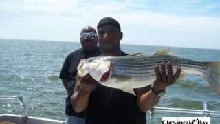 Chesapeake Bay Nice Rockfish #19