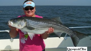 Chesapeake Bay Trophy Rockfish #23