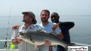 Chesapeake Bay Trophy Rockfish 2 #16