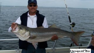 Chesapeake Bay Trophy Rockfish 2 #17