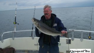 Chesapeake Bay Nice Rockfish 3 #7